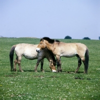 Picture of przewalski's horses at whipsnade, one grazing another looking bored