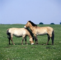 Picture of przewalski's horses at whipsnade, mutual grooming 