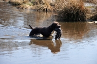 Picture of Pudelpointer in water