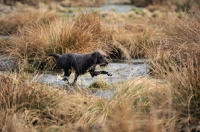 Picture of Pudelpointer in water