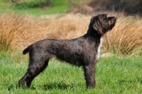 Picture of Pudelpointer posed