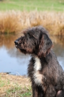 Picture of Pudelpointer profile