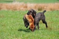 Picture of Pudelpointer retrieving a fox