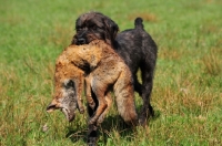 Picture of Pudelpointer retrieving a fox