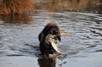 Picture of Pudelpointer retrieving duck from water