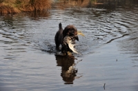 Picture of Pudelpointer retrieving from water