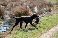 Picture of Pudelpointer retrieving