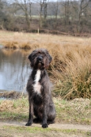 Picture of Pudelpointer sitting down