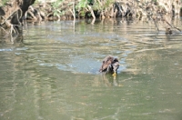 Picture of Pudelpointer, swimming