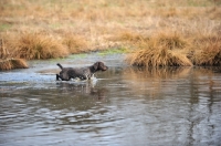 Picture of Pudelpointer walking in water