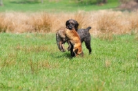 Picture of Pudelpointer with retrieved fox