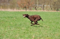 Picture of Pudelpointer