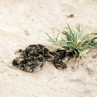 Picture of puff adder in tanzania