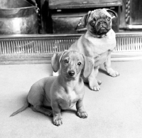 Picture of pug and miniature smooth dachshund puppies near a fireplace