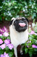 Picture of pug blowing raspberry/sticking tongue out