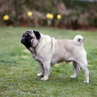 Picture of pug, ch adoram dillypin damon,  side view