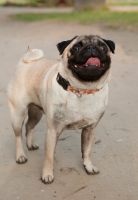Picture of Pug dog standing in the park with tongue out
