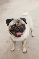 Picture of Pug dog standing in the park with tongue out