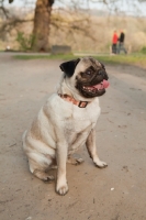 Picture of Pug dog standing in the park with tongue out and looking away