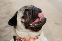 Picture of Pug dog standing on pavement with tongue out