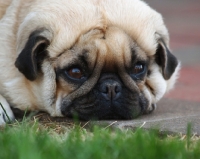 Picture of Pug dog with head on pavement looking sad