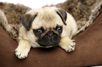 Picture of Pug in dog bed