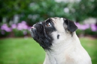 Picture of pug in profile