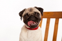 Picture of Pug in studio