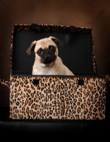 Picture of Pug in suitcase on brown background