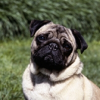 Picture of pug looking worried, as they do