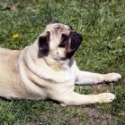 Picture of pug lying down looking upwards hopefully
