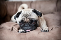 Picture of pug lying down with tongue out