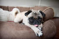 Picture of pug lying down with tongue out and paws outstretched