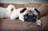 Picture of pug lying down