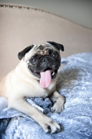 Picture of pug lying on blue bedspread with tongue out