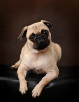 Picture of Pug lying on brown background
