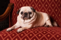 Picture of Pug lying on chair