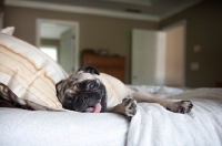 Picture of pug lying on side with tongue out