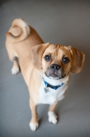 Picture of pug mix with curly tail looking up