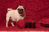 Picture of Pug near red cushions