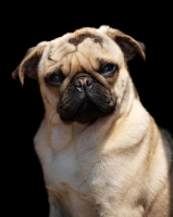 Picture of Pug on black background