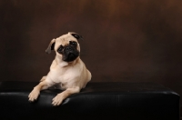 Picture of Pug on brown background