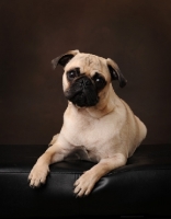 Picture of Pug on brown background