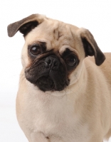 Picture of Pug on white background
