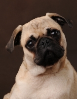 Picture of Pug portrait on brown background