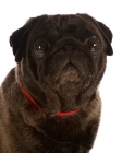 Picture of pug portrait