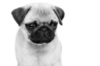 Picture of Pug pup in black and white
