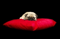Picture of pug pup sleeping on pillow