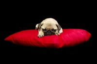 Picture of Pug puppy asleep on cushion