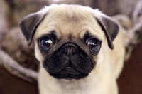 Picture of Pug puppy close up